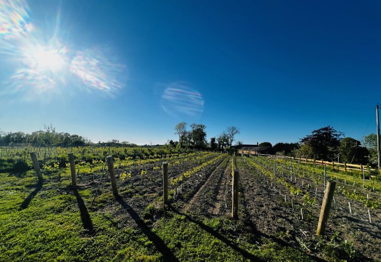 Vineyard