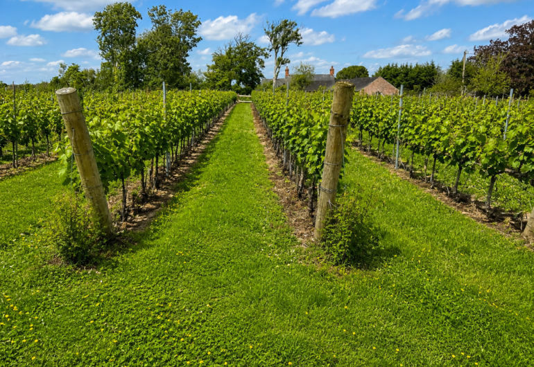 A Modern Irish Winery
