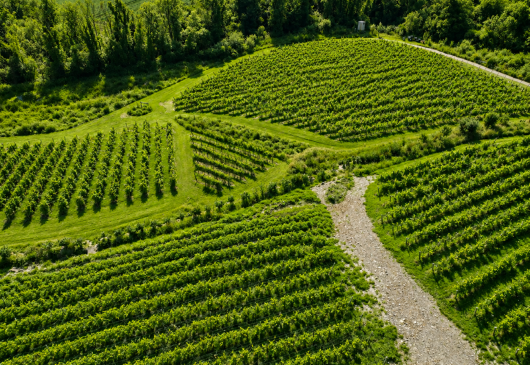 Vineyard