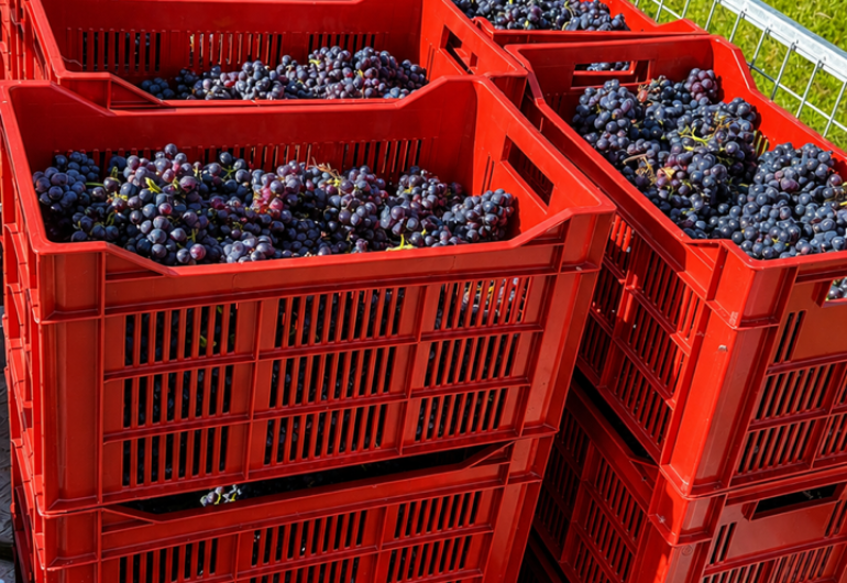 Our Wine Making Team