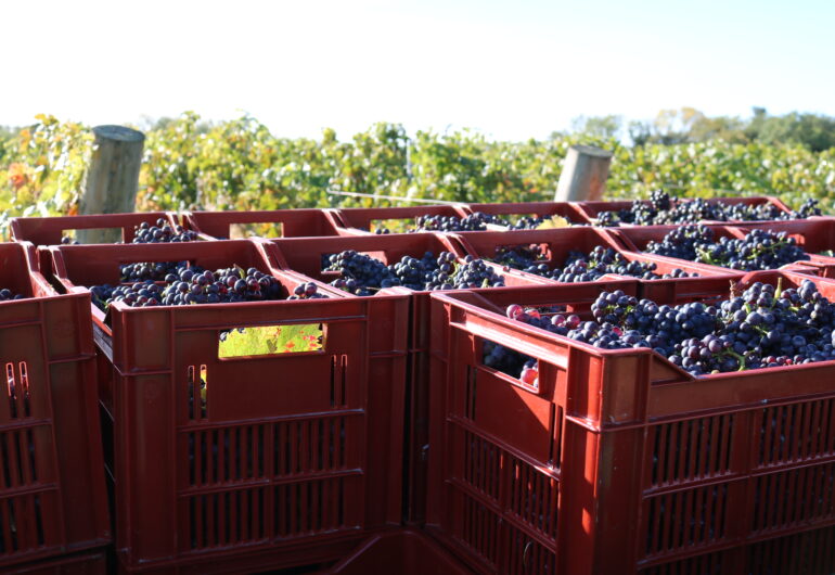 Our Grape Varieties - Vines selected for our climate