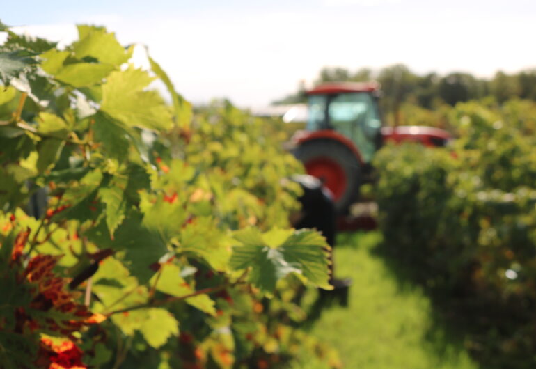 From Vineyard to Winery - Working with an Irish Terroir
